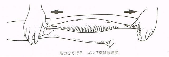 大阪心斎橋のエルンテ整体院　ゴルギ腱器官による筋肉弱化