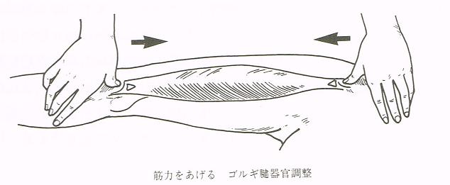 大阪心斎橋のエルンテ整体院　ゴルギ腱器官による筋肉強化