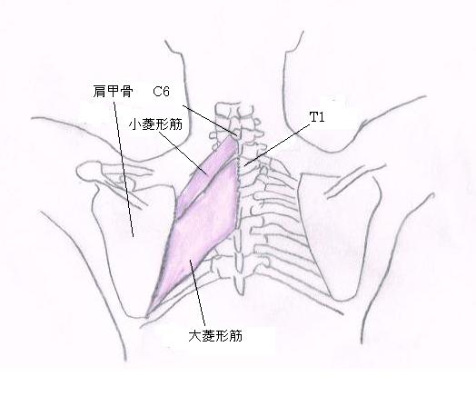 大阪心斎橋のエルンテ整体院　肩こり　菱形筋