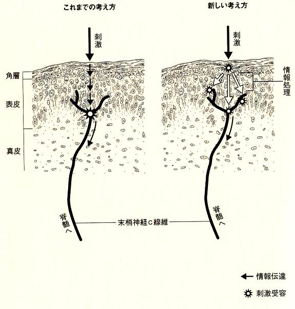 大阪心斎橋のエルンテ整体院　h皮脳同根